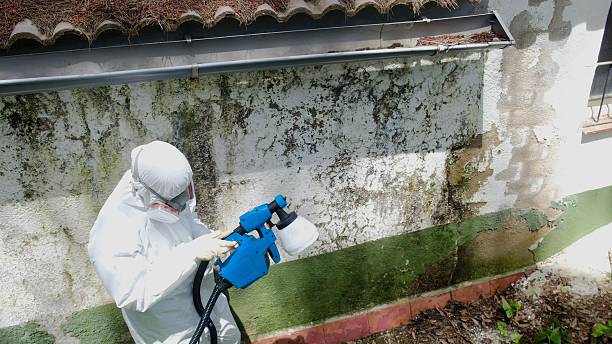 Top rated local Black Mold Remediation specialists in Jacksonville, OR